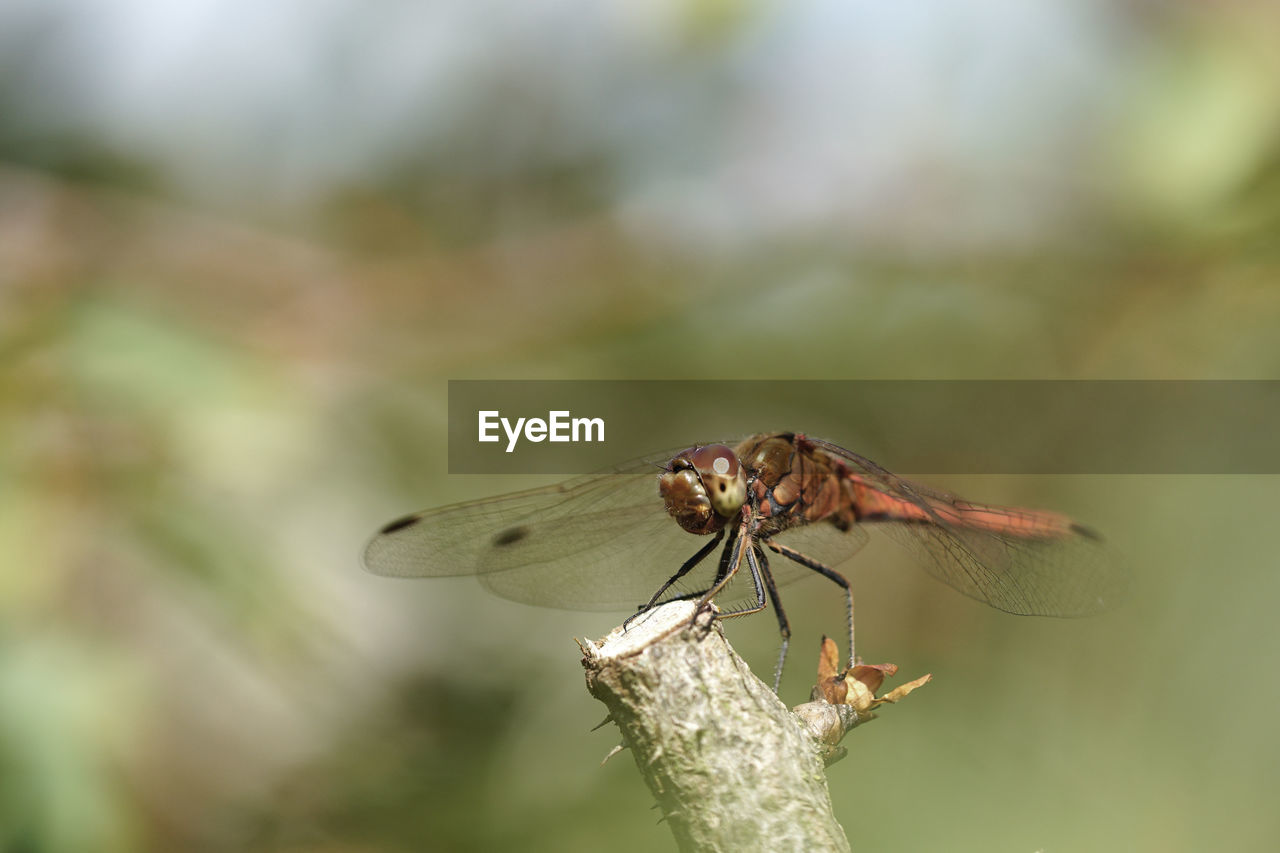 DRAGONFLY ON A PLANT