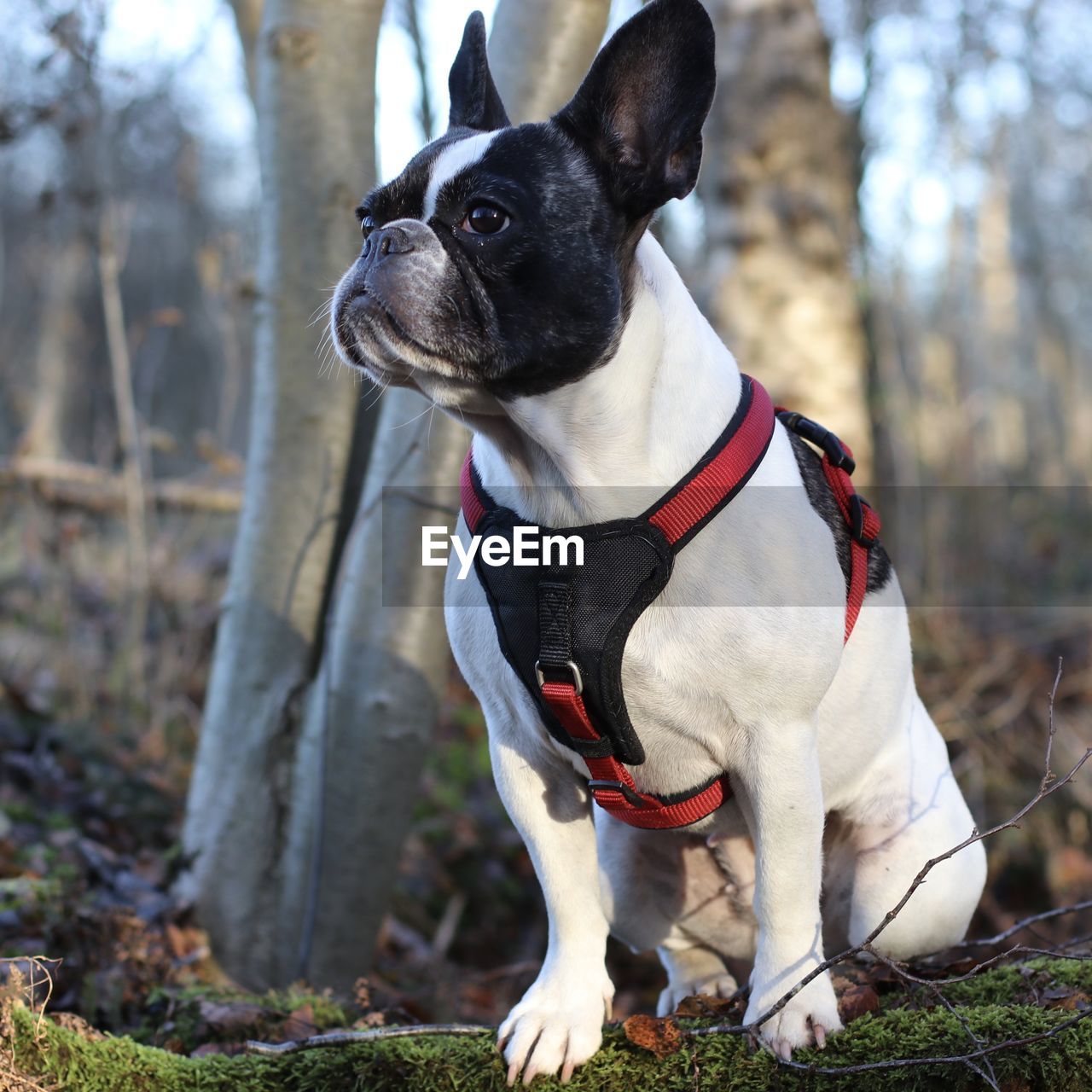 Portrait of dog at park