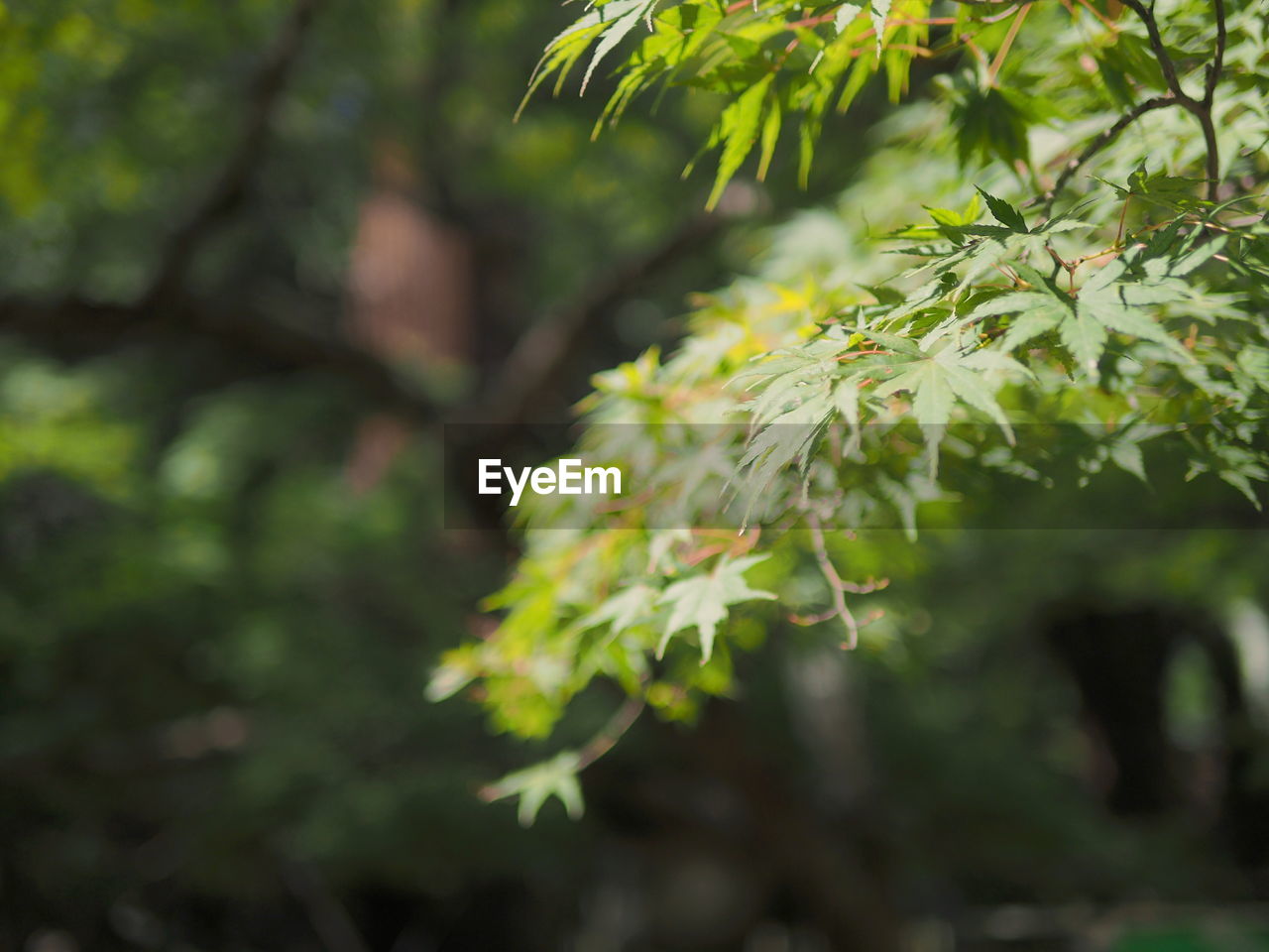 CLOSE-UP OF FRESH GREEN PLANT