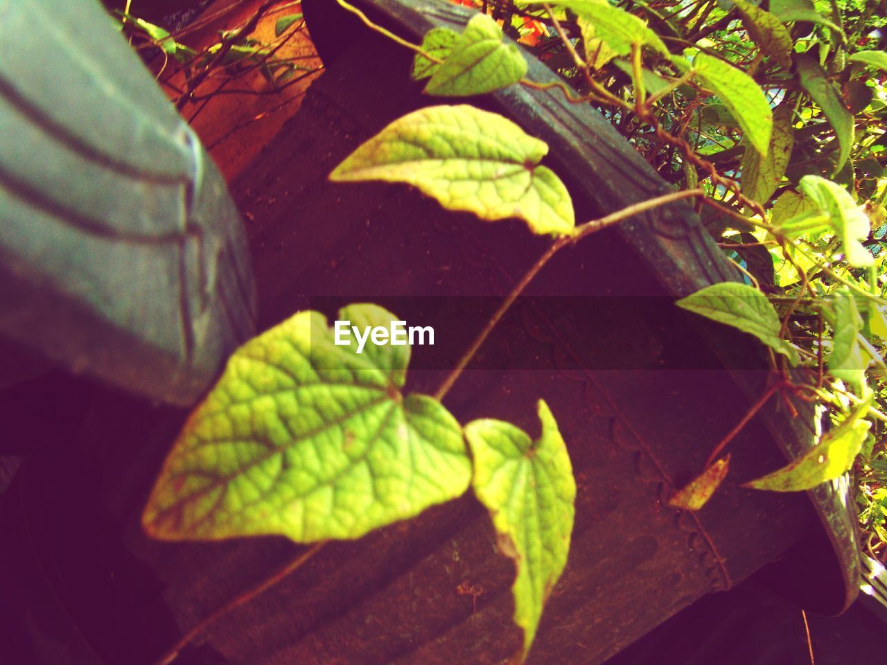 FULL FRAME SHOT OF LEAVES