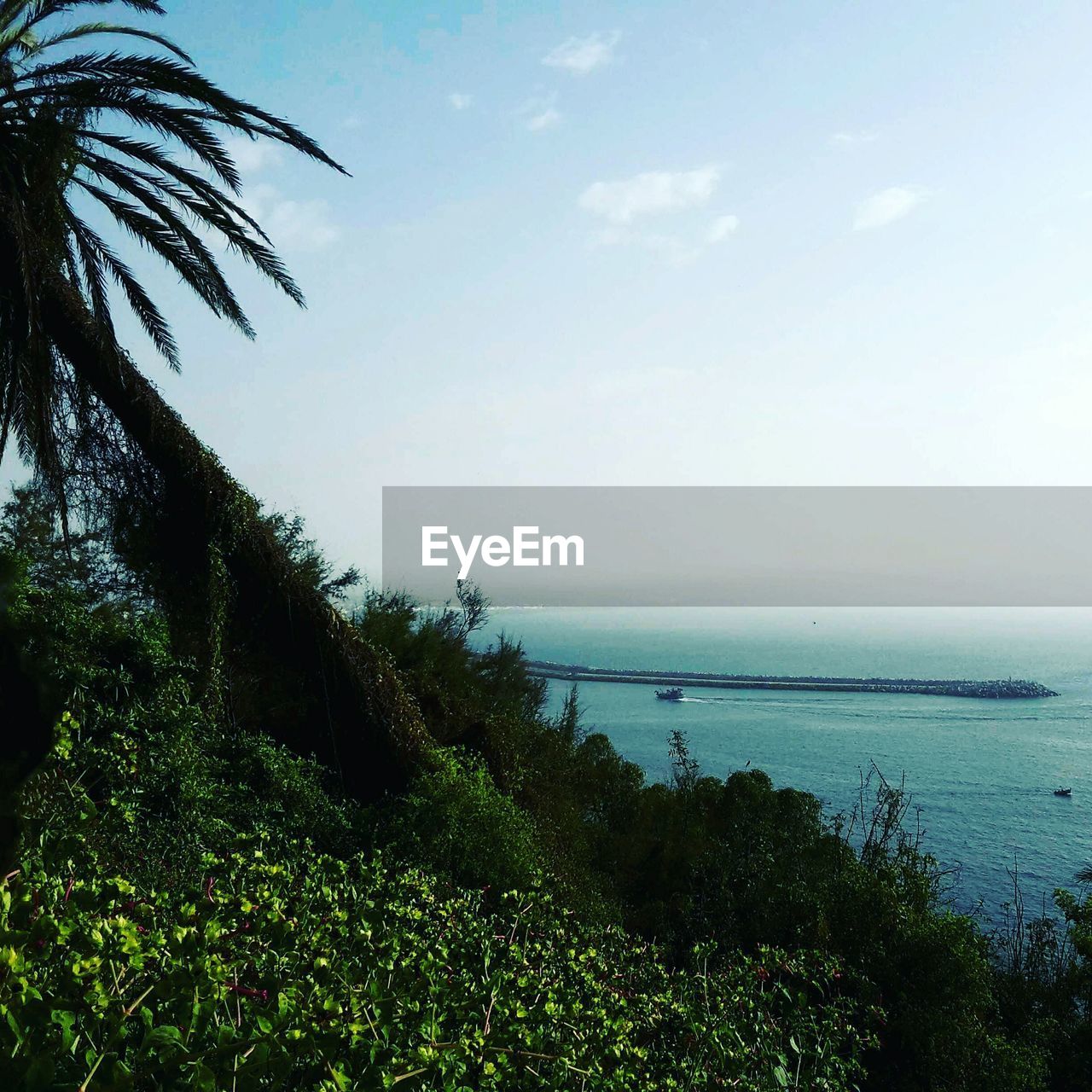 SCENIC VIEW OF PALM TREES ON SEA AGAINST SKY