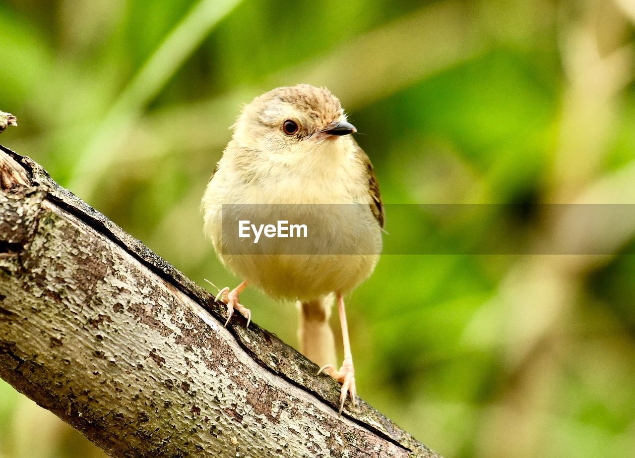 CLOSE-UP OF BIRD PERCHING ON PLANT