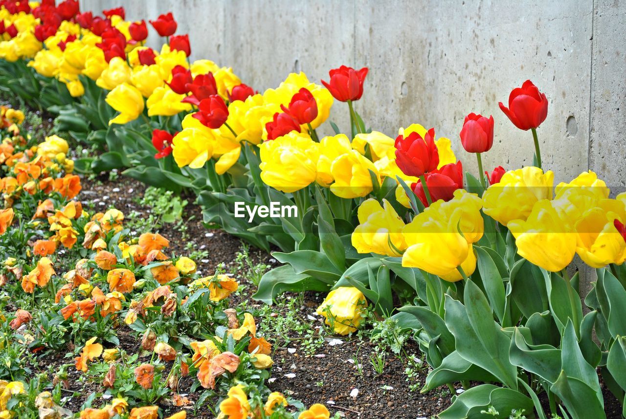 CLOSE-UP OF FRESH YELLOW TULIPS BLOOMING ON FIELD