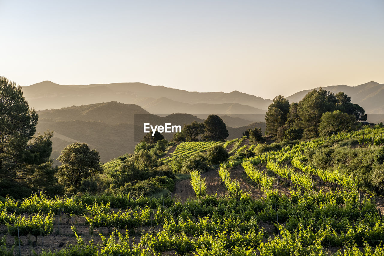 Vineyards during sunrise in the priorat appellation of origin wine region in spain