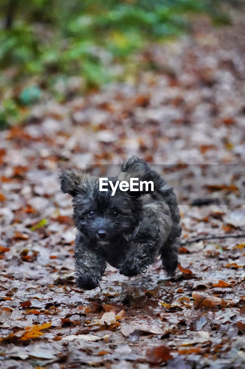 animal themes, one animal, animal, mammal, pet, canine, dog, domestic animals, puppy, no people, nature, plant part, black, leaf, day, autumn, young animal, terrier, portrait, close-up, outdoors, lap dog, land, selective focus