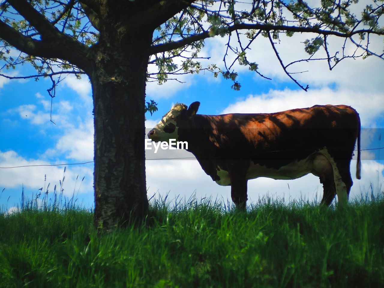 animal, mammal, animal themes, plant, nature, domestic animals, grass, livestock, rural area, pasture, bull, cattle, tree, sky, meadow, field, pet, cow, one animal, agriculture, flower, land, landscape, no people, domestic cattle, animal wildlife, cloud, rural scene, dairy cow, wildlife, outdoors, standing, grazing, side view, environment, day, natural environment, plain, beauty in nature, growth