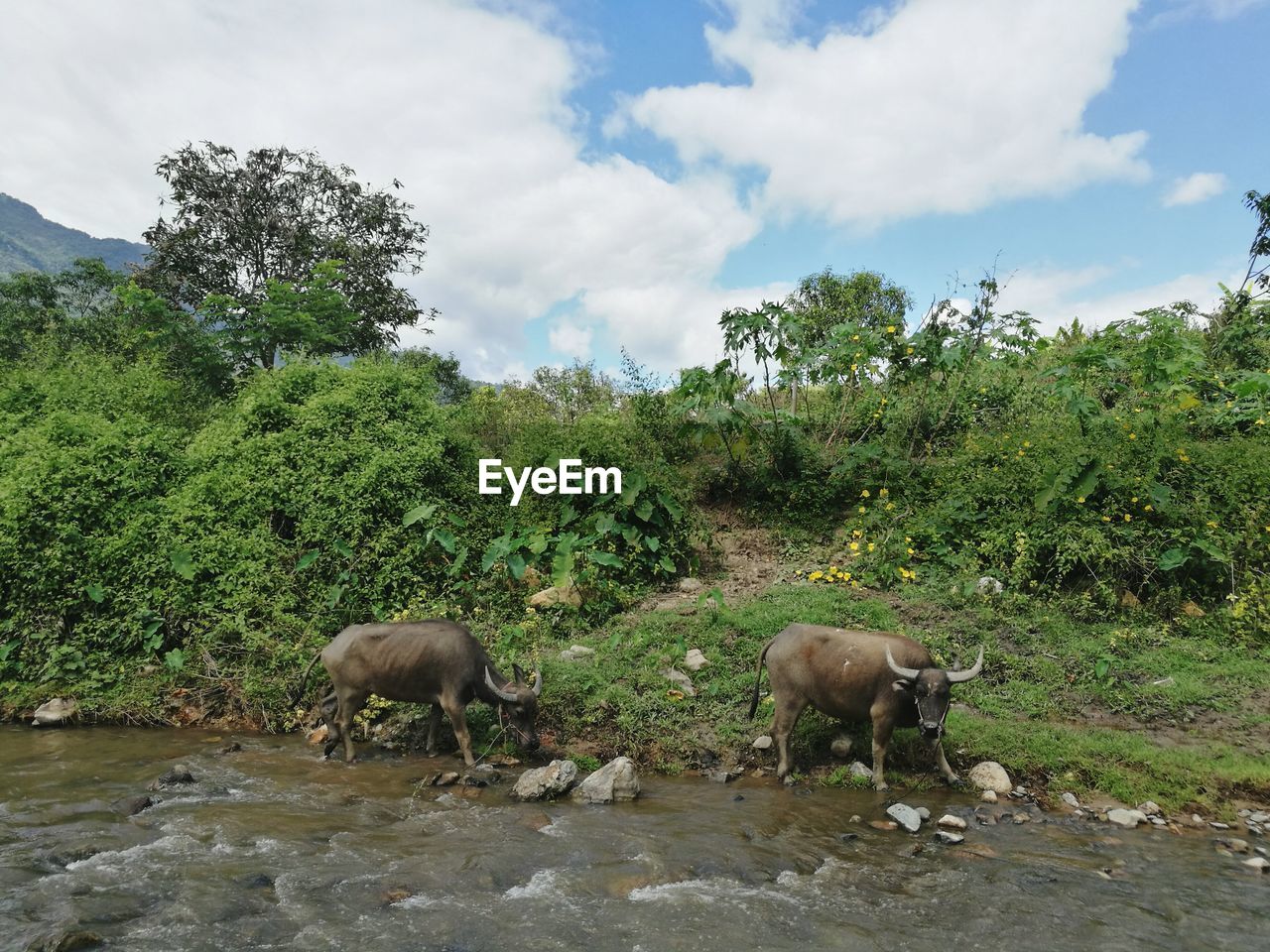 Buffaloes on lakeshore against sky