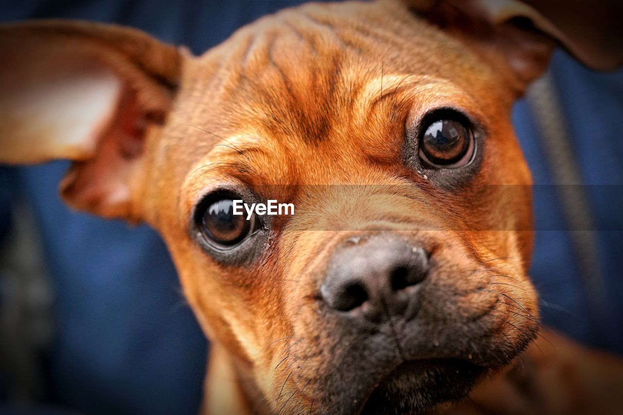 Close-up portrait of a dog