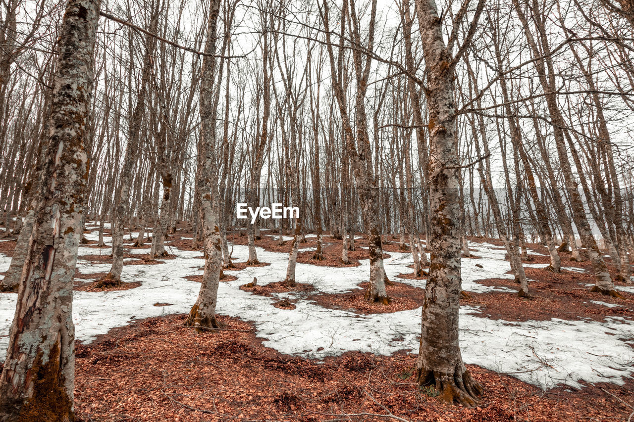 Bare trees on snow covered land