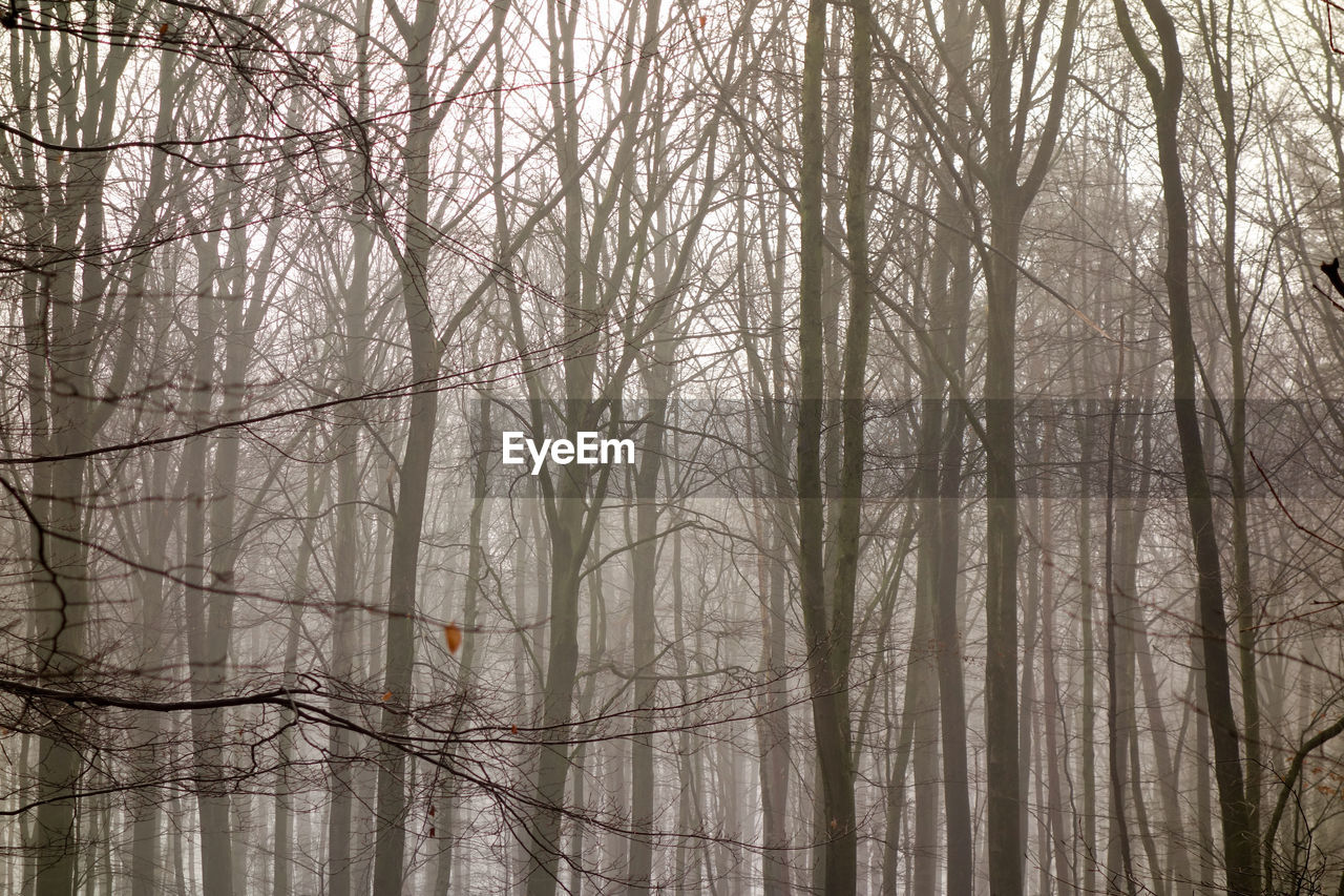 BARE TREES IN FOGGY FOREST