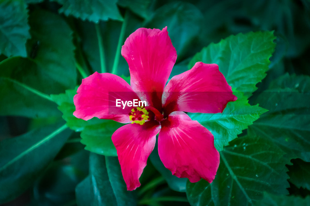 CLOSE-UP OF PINK FLOWER BLOOMING