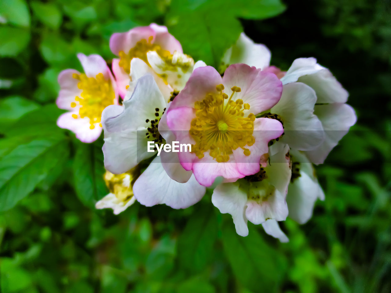 Close-up of flowering plant