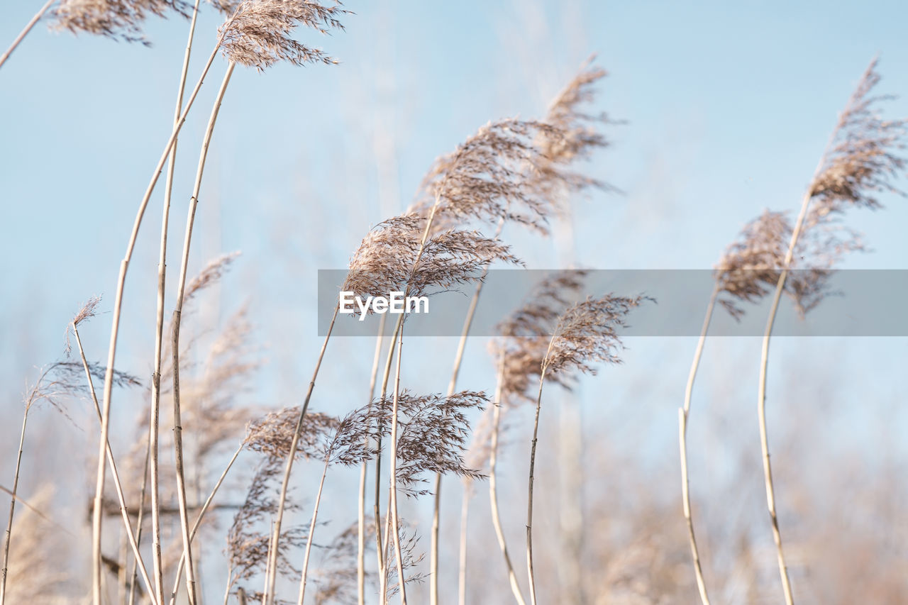 Pampas grass on the lake, reed layer, reed seeds. golden reeds on the lake sway 