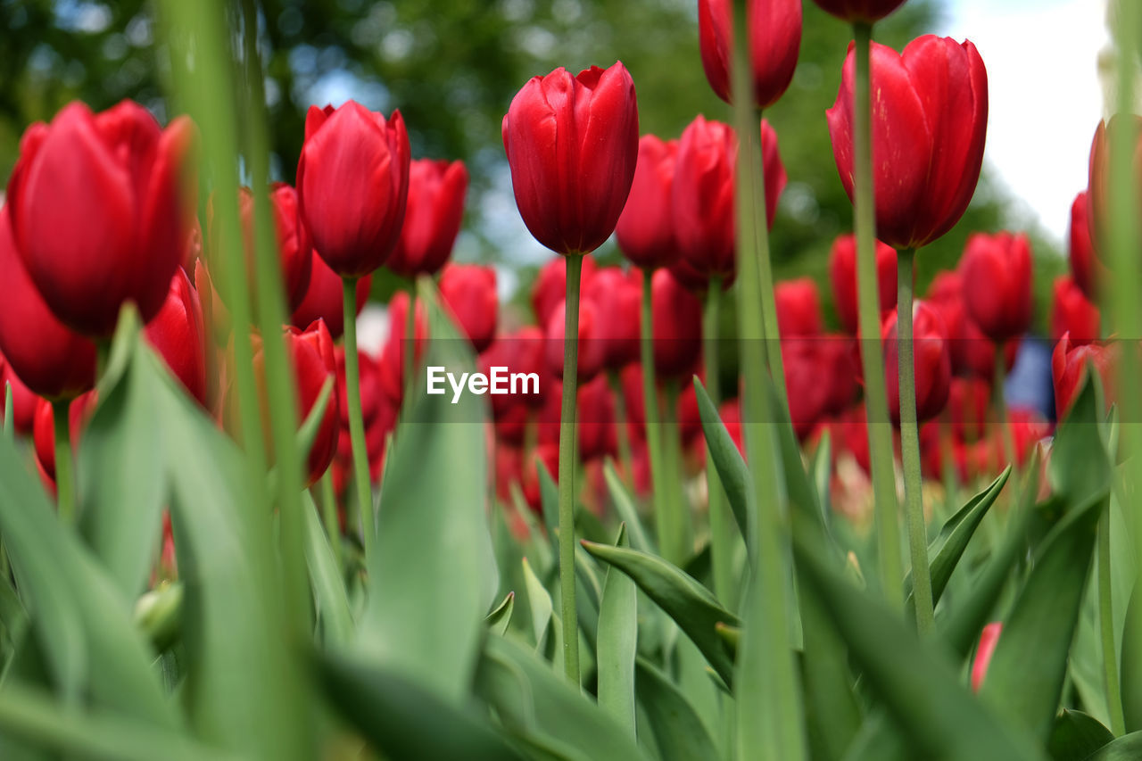 Close-up of red tulips in field