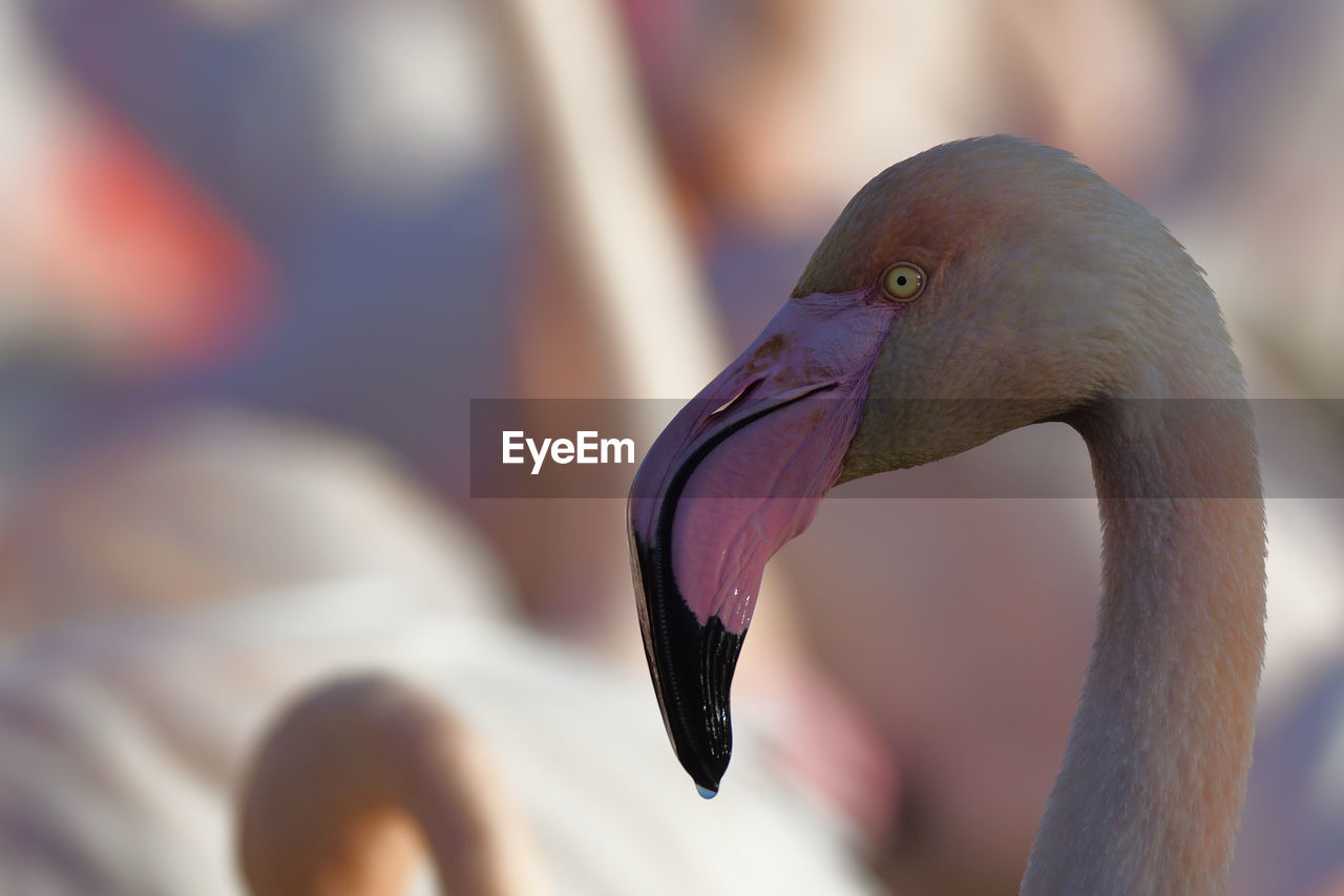 CLOSE-UP OF BIRD IN A WATER