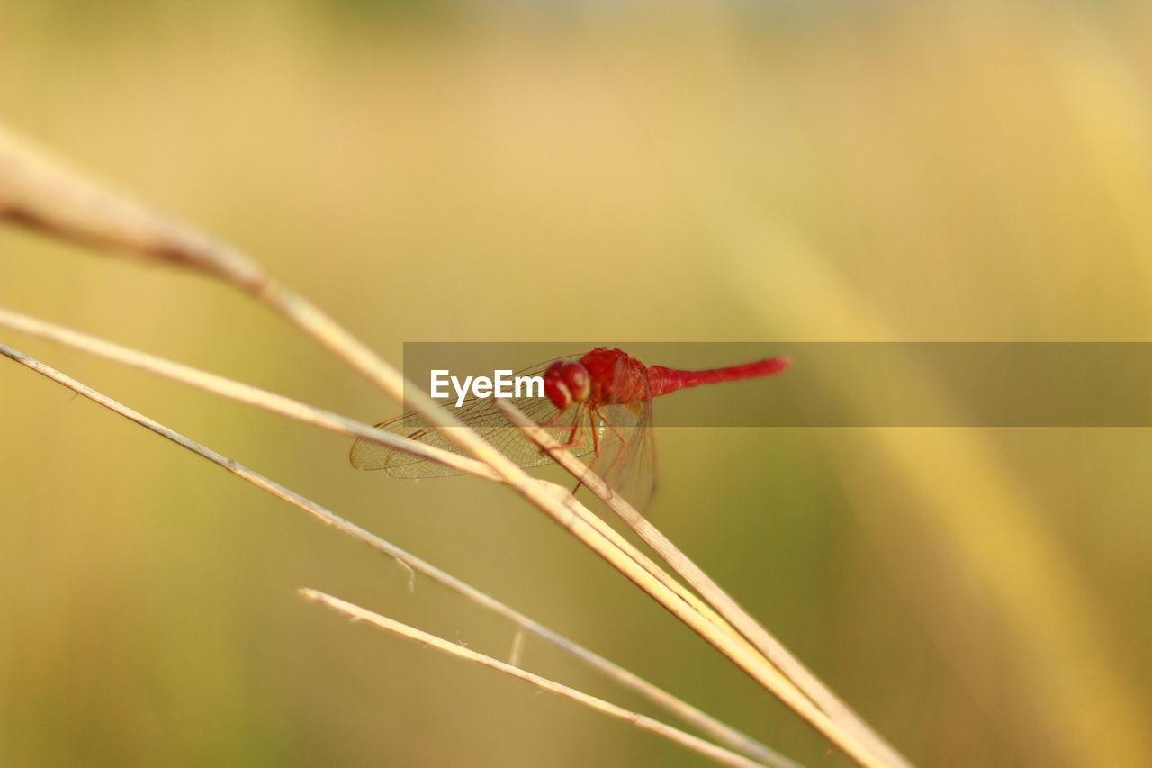 Dragonfly in the nature. perfect macro dragonfly