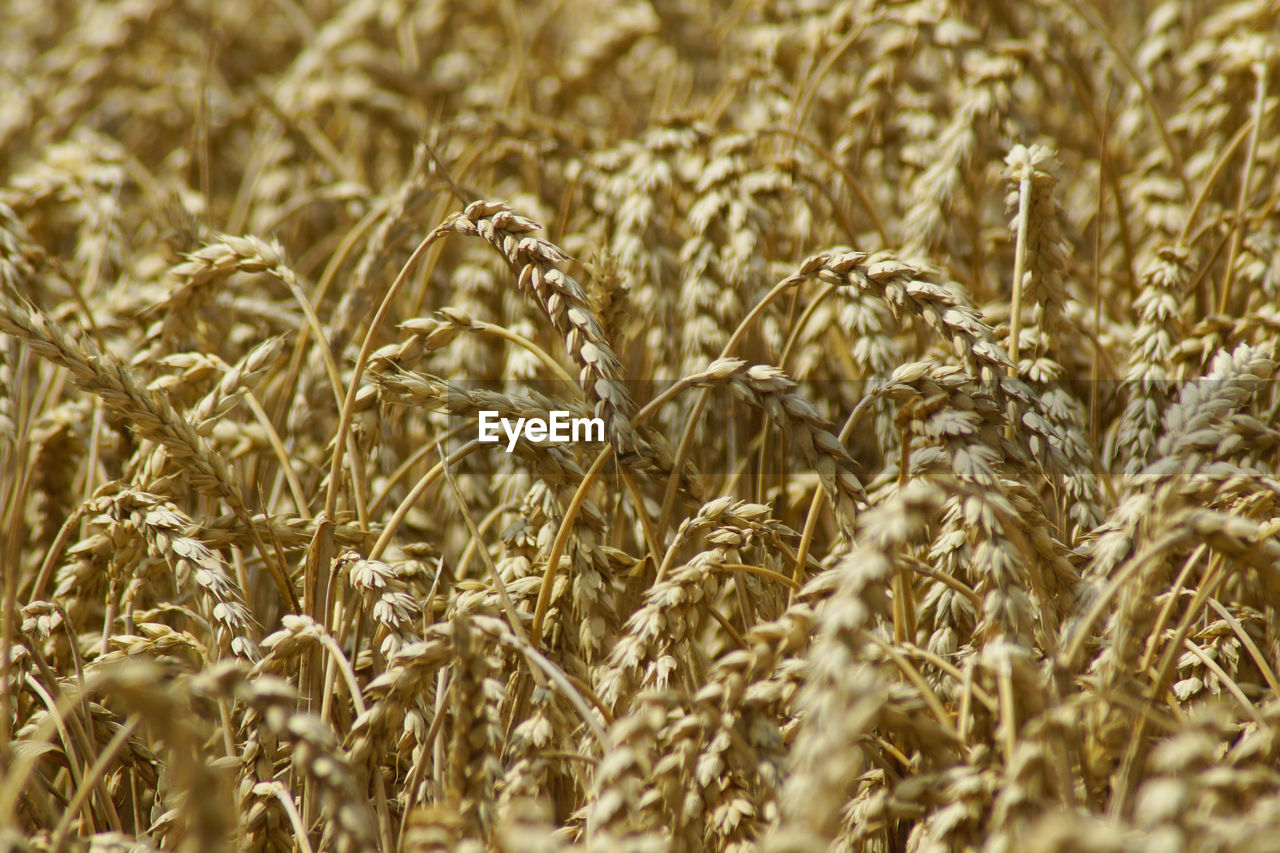 agriculture, crop, plant, cereal plant, field, growth, food, rural scene, land, food grain, farm, landscape, wheat, nature, emmer, cereal, no people, selective focus, close-up, beauty in nature, backgrounds, triticale, whole grain, barley, day, rye, einkorn wheat, full frame, outdoors, food and drink, tranquility, environment, grass, harvesting