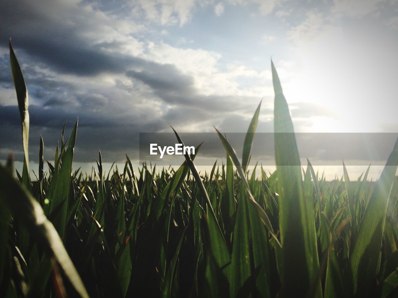 Scenic view of field against cloudy sky