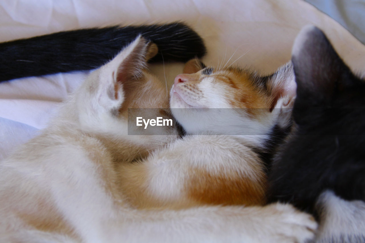 CLOSE-UP OF A CAT SLEEPING ON BED