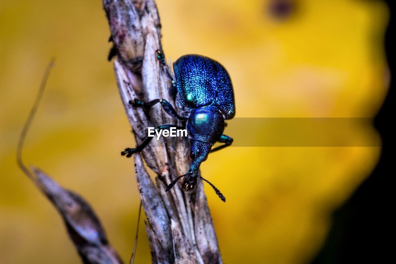 Close-up of insect on plant