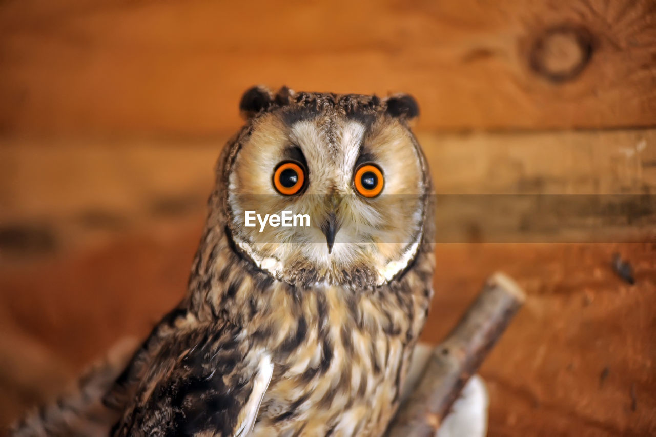CLOSE-UP PORTRAIT OF OWL ON WOOD OUTDOORS