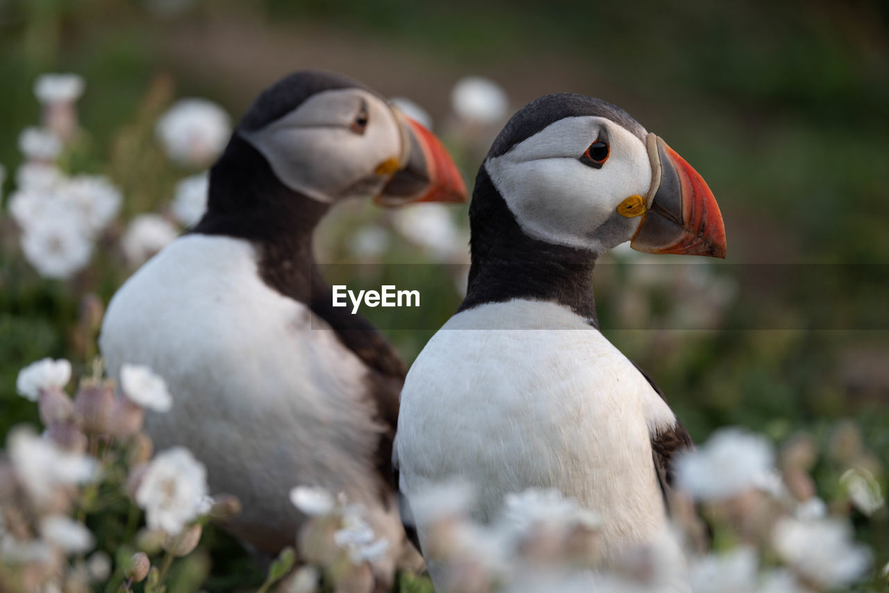 A breeding pair of puffins