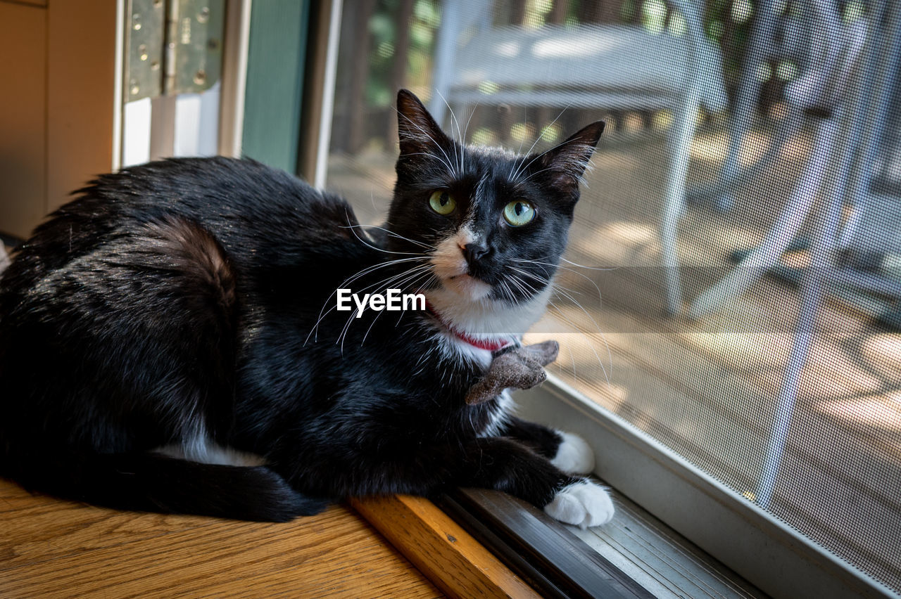 animal, animal themes, pet, domestic animals, mammal, cat, domestic cat, one animal, feline, black, whiskers, window, felidae, indoors, small to medium-sized cats, no people, portrait, sitting, looking at camera, black cat, relaxation, looking, home interior, focus on foreground
