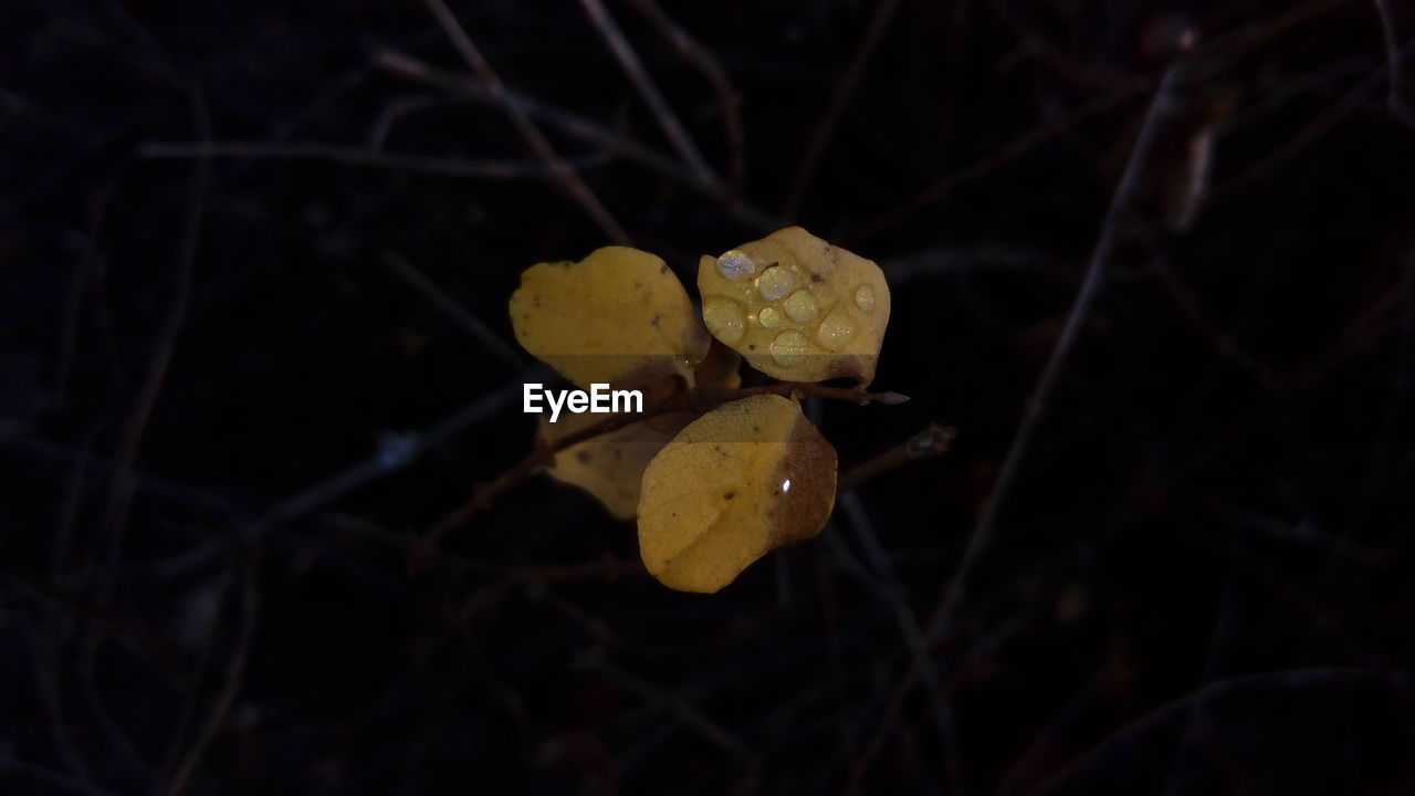 Close-up of yellow leaf on branch at night