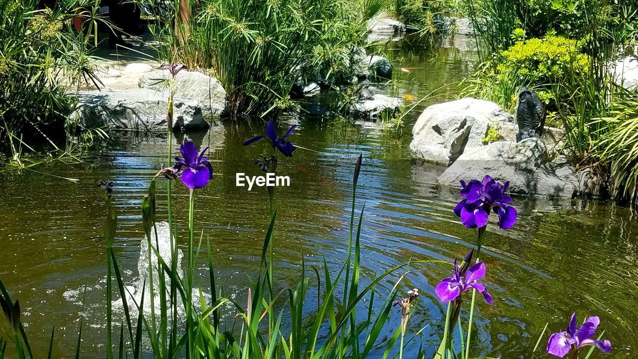 VIEW OF BIRDS ON LAKE