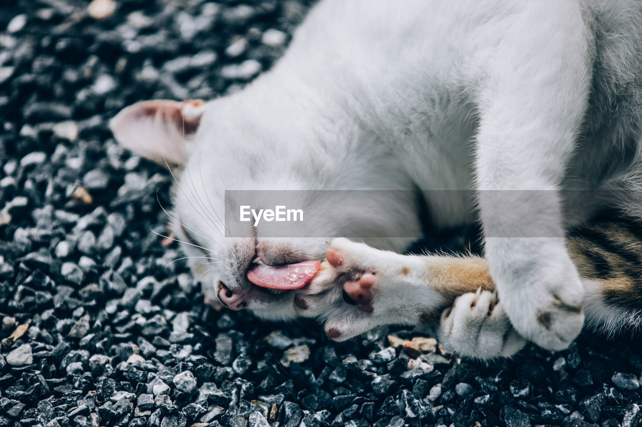 CLOSE-UP OF A CAT SLEEPING ON FLOOR