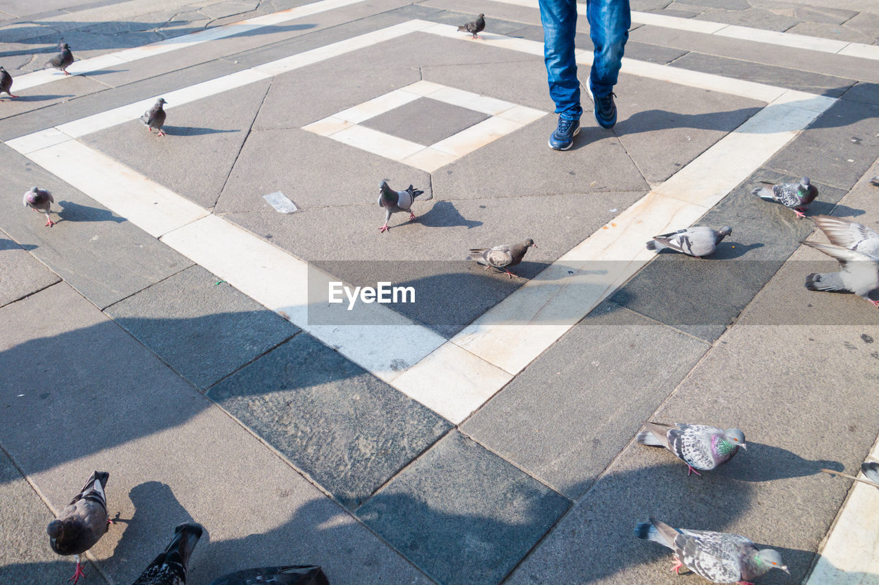 Low section of man walking on road by pigeons