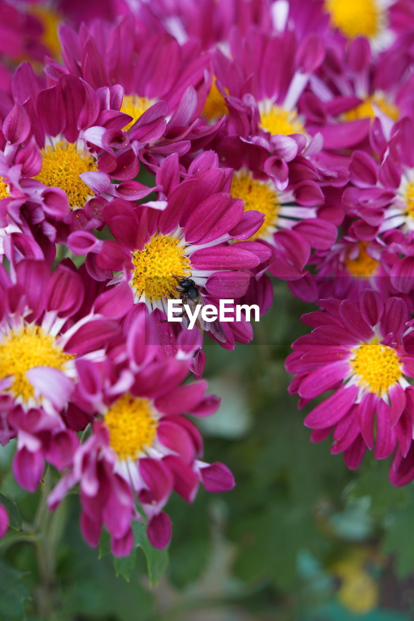flower, flowering plant, plant, freshness, beauty in nature, fragility, close-up, nature, flower head, petal, pink, garden cosmos, yellow, growth, inflorescence, multi colored, no people, outdoors, aster, purple, animal wildlife, wildflower, day, focus on foreground, springtime, macro photography, pollen, summer, botany