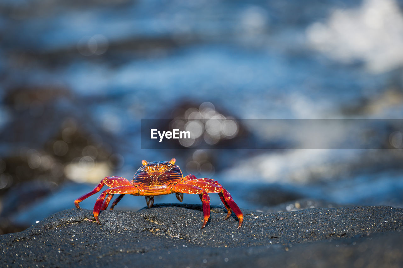 Close-up of crab against blurred background
