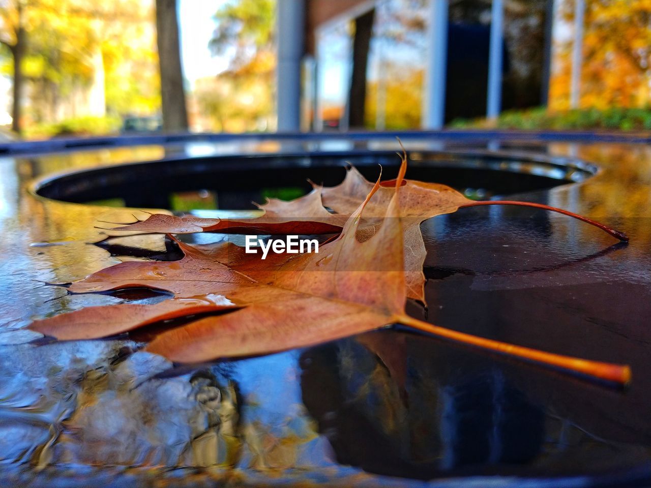 CLOSE-UP OF FALLEN MAPLE LEAF IN WATER