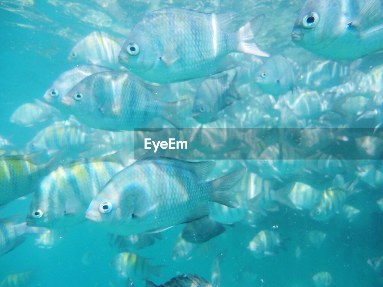 Fish in aquarium