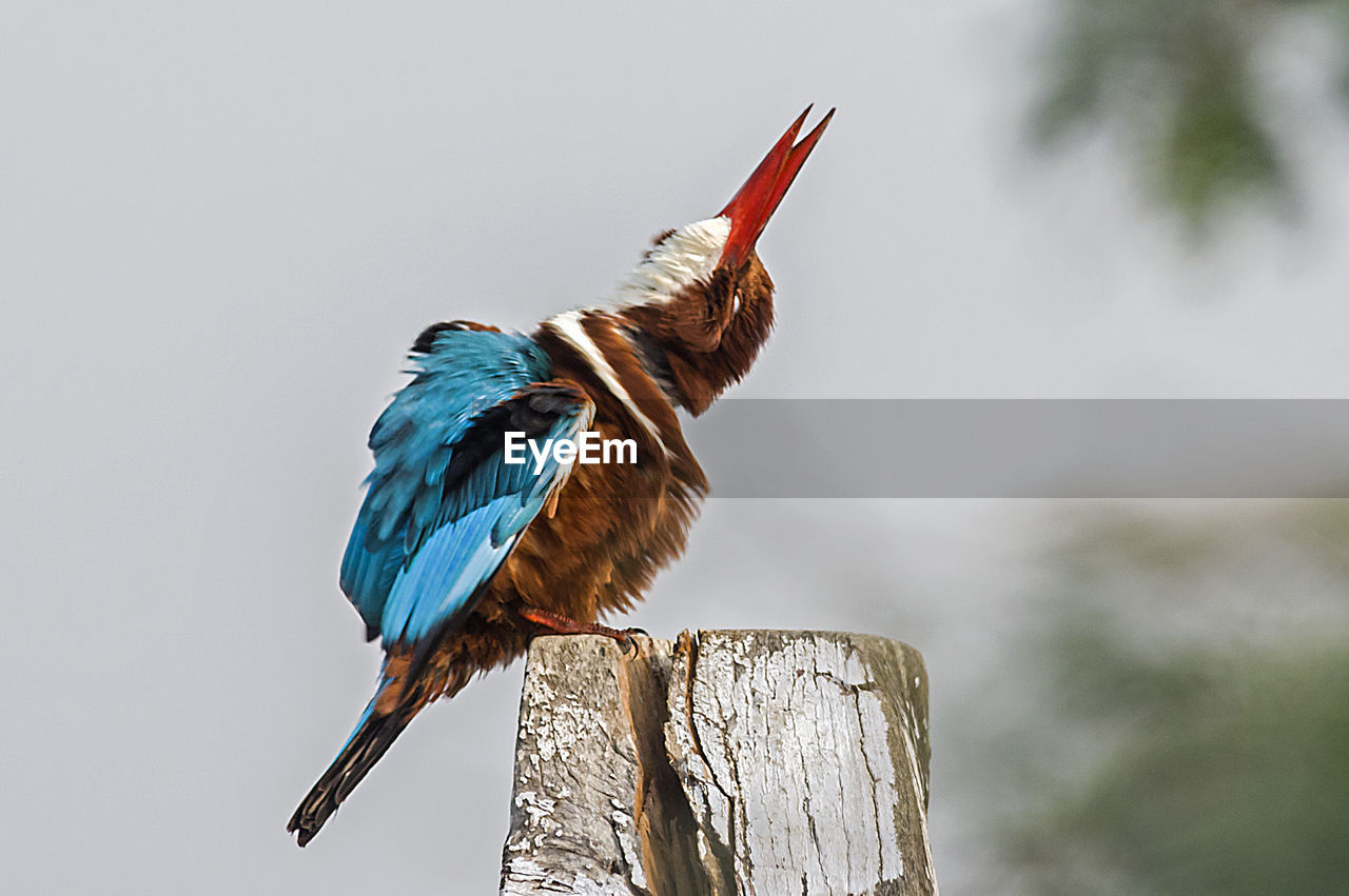 Bird perching on wooden post