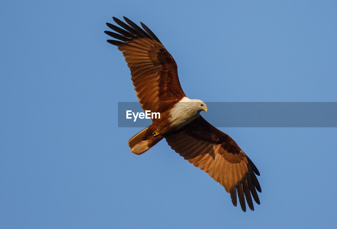 Close-up of brahminy kite flying against clear sky