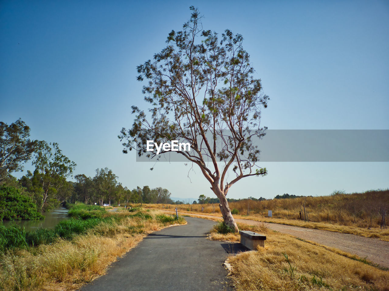 plant, tree, nature, sky, landscape, road, environment, rural area, blue, transportation, clear sky, scenics - nature, no people, beauty in nature, hill, grass, land, tranquility, the way forward, rural scene, tranquil scene, outdoors, morning, non-urban scene, leaf, day, horizon, travel, field, dirt, dirt road, flower, footpath, sunny, autumn, sunlight, natural environment, travel destinations