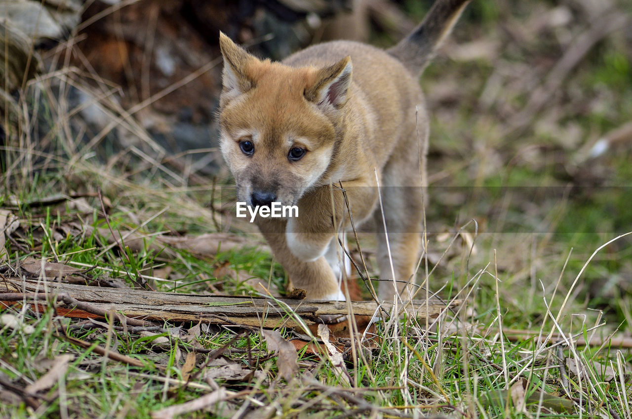 Portrait of a dingo puppy 