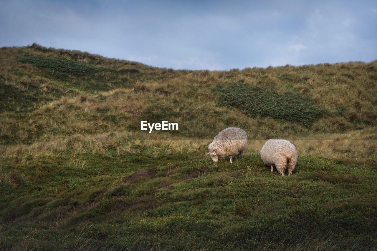 SHEEP IN A FIELD