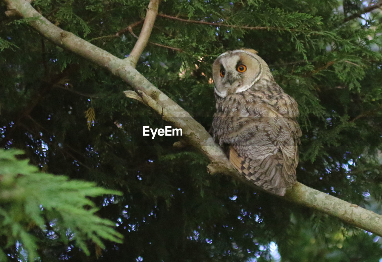 Close-up of owl perching on tree