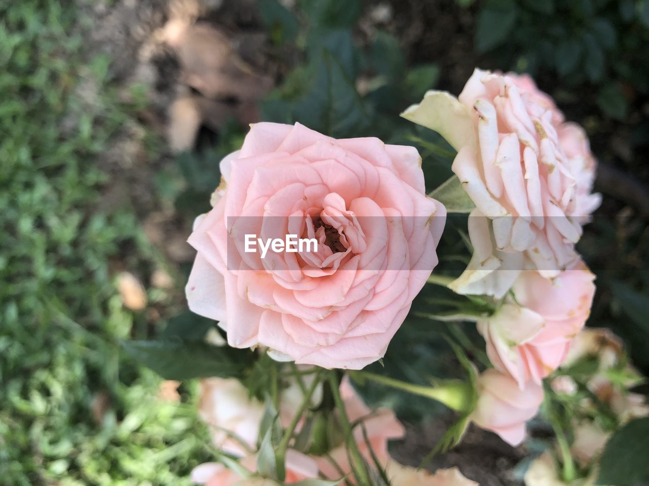 Close-up of pink rose