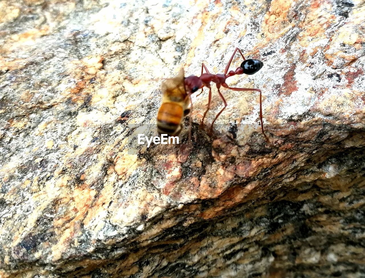 CLOSE-UP OF INSECT ON ROCK