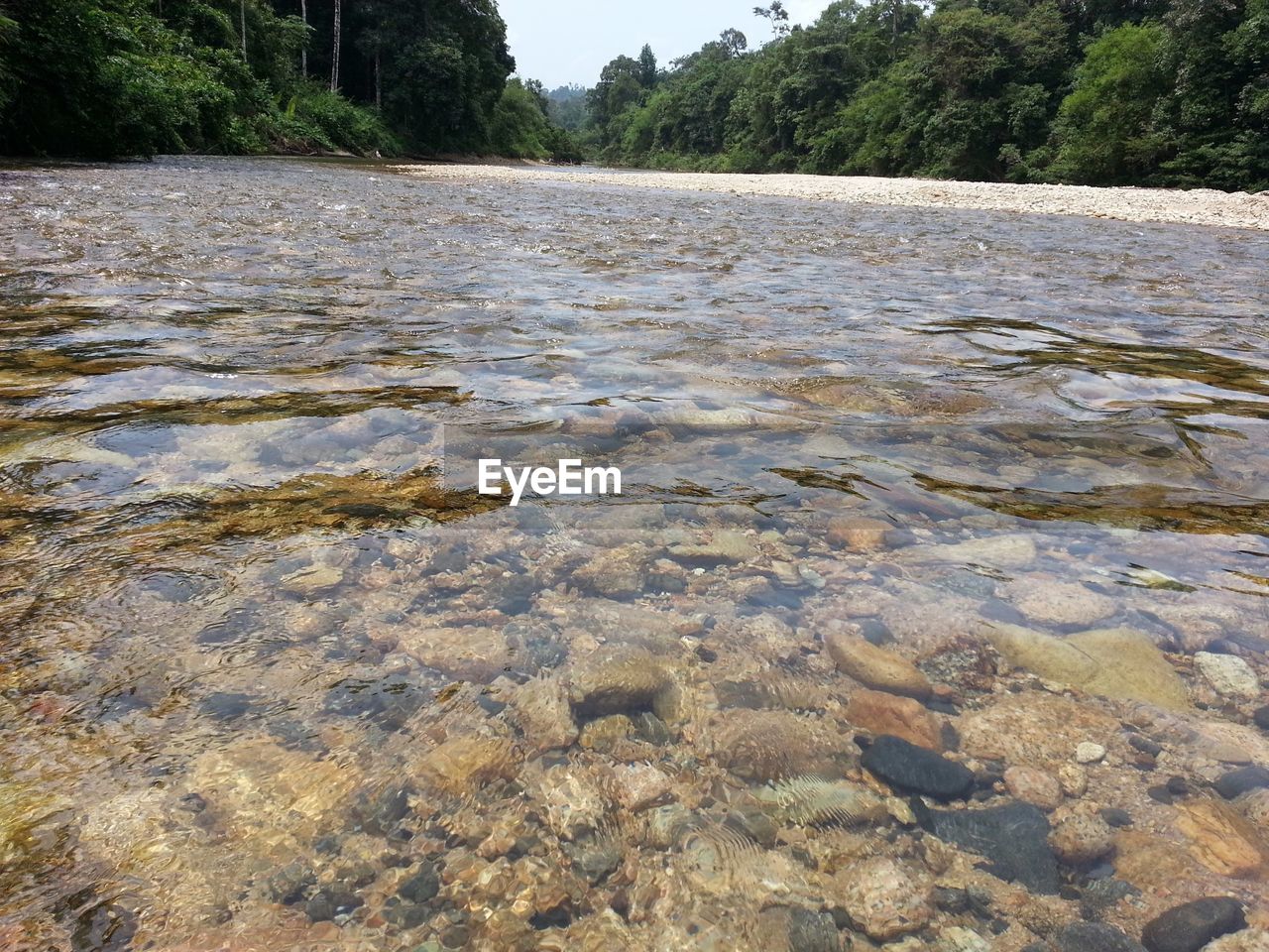 RIVER AMIDST TREES