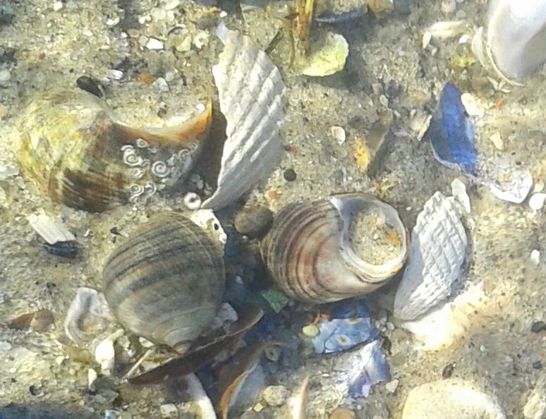 SHELLS ON FLOOR