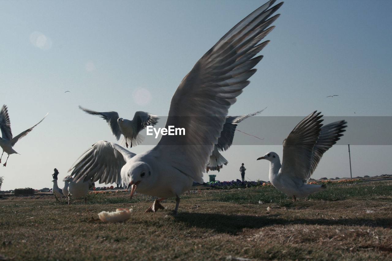 BIRDS FLYING AGAINST CLEAR SKY