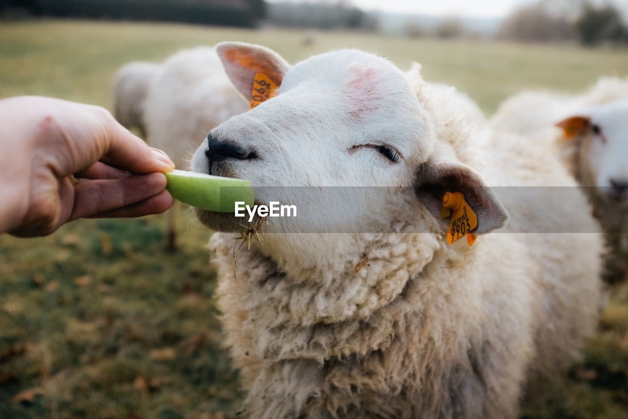 Close-up of hand feeding sheep