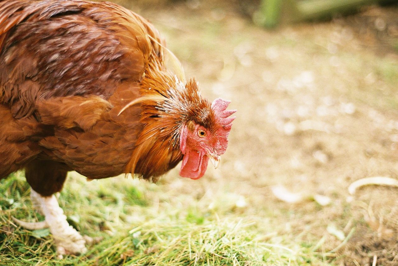 Close-up of rooster on field