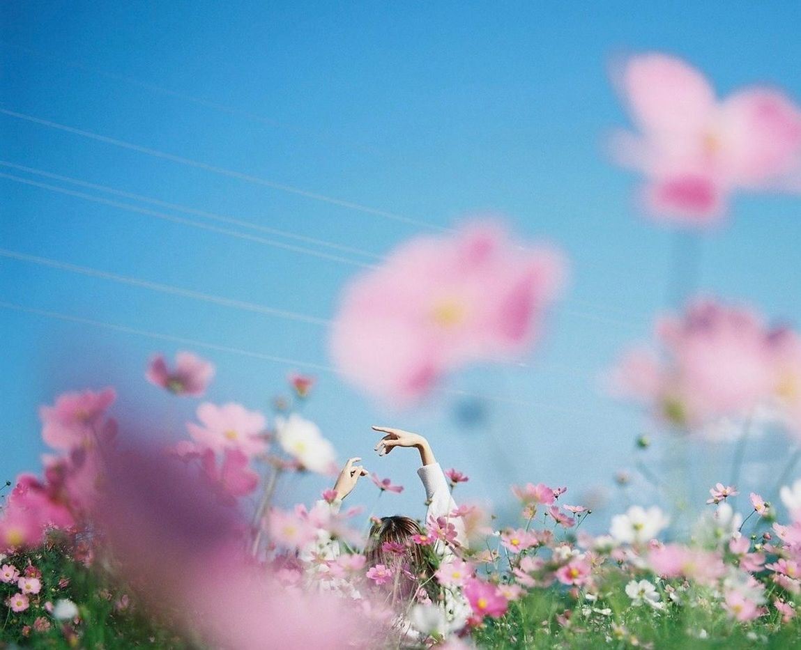 flower, flowering plant, plant, pink, nature, blossom, sky, beauty in nature, freshness, fragility, blue, springtime, no people, macro photography, selective focus, petal, outdoors, summer, meadow, day, pastel colored, close-up, multi colored, growth, sunlight, garden cosmos, clear sky, environment, sunny, grass, field, flower head, land, tranquility, animal, landscape