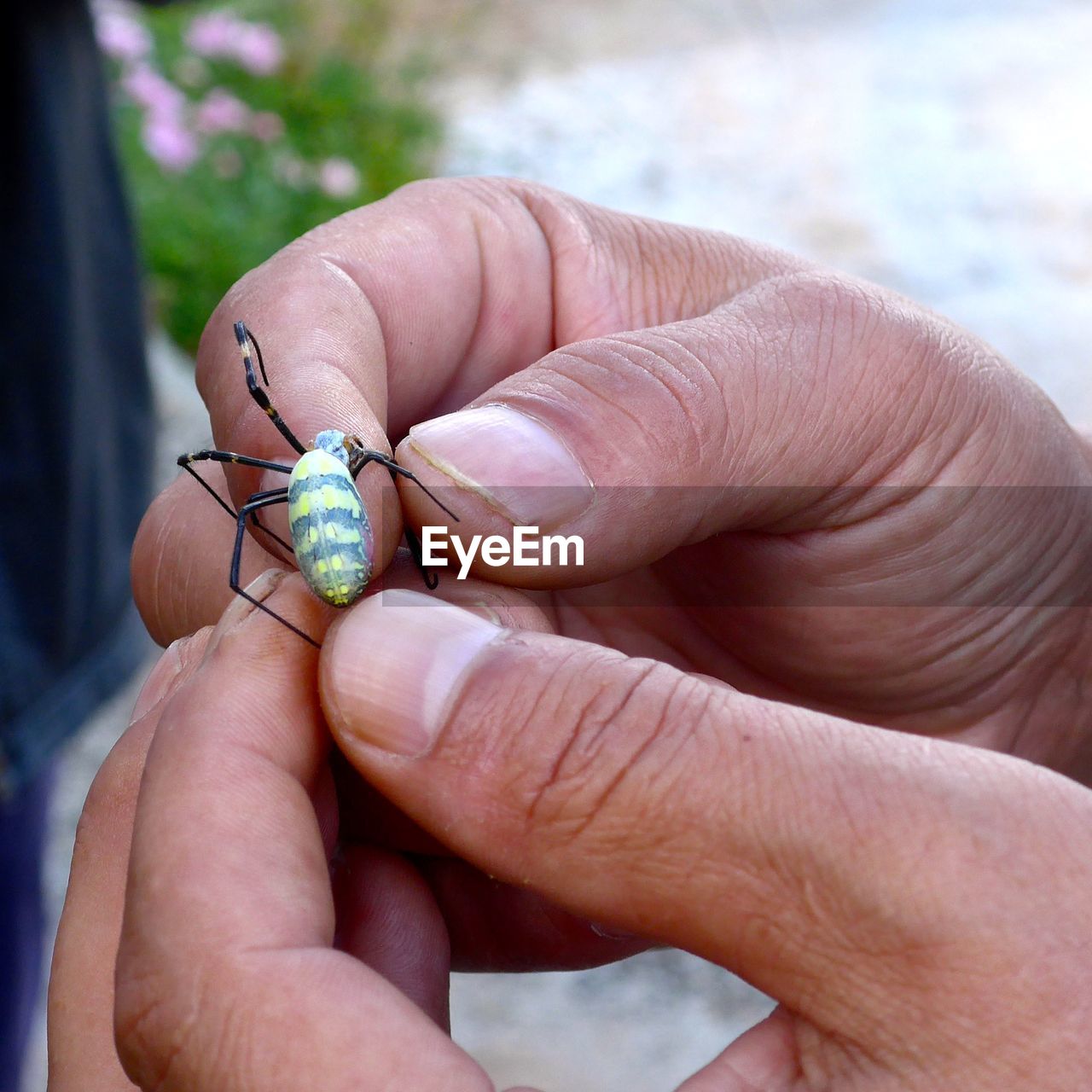 CLOSE-UP OF PERSON HOLDING INSECT